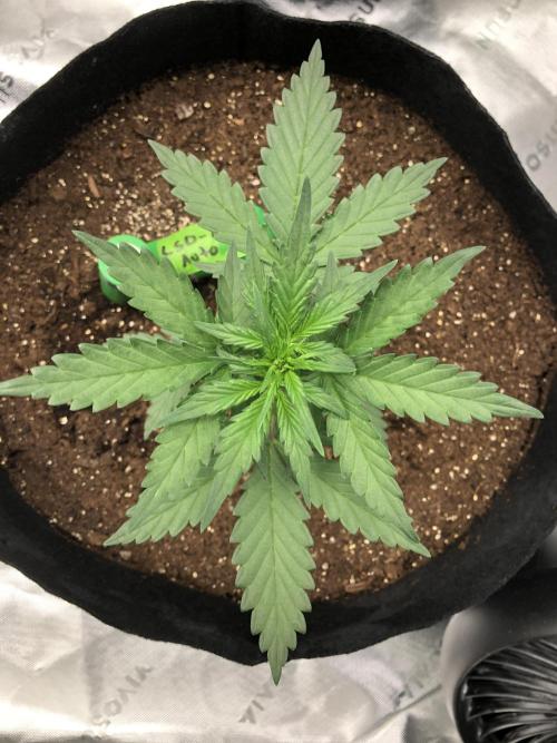 LSD-25 Auto Fast Buds Indoor Spring 26. Week 3