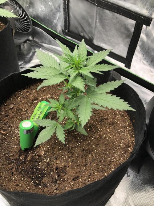 LSD-25 Auto Fast Buds Indoor Spring 26. Week 3
