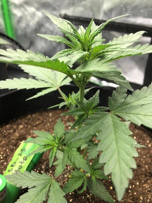 LSD-25 Auto Fast Buds Indoor Spring 26. Week 3