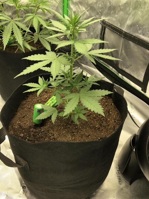LSD-25 Auto Fast Buds Indoor Spring 26. Week 3
