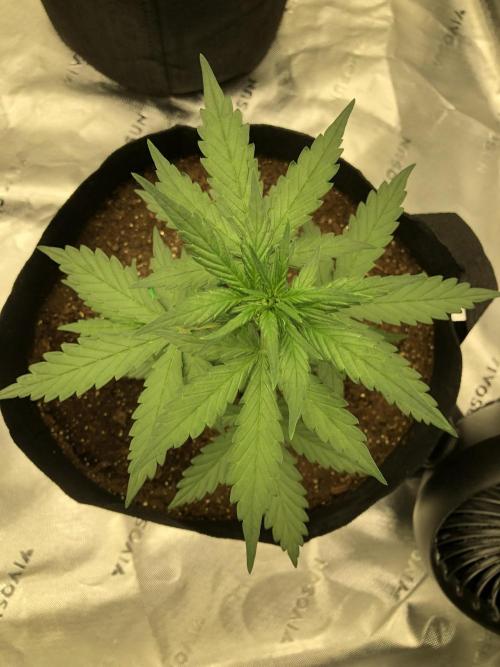 LSD-25 Auto Fast Buds Indoor Spring 26. Week 3