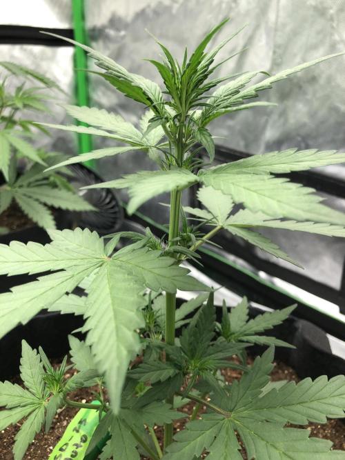 LSD-25 Auto Fast Buds Indoor Spring 26. Week 3