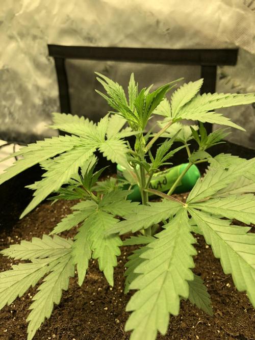 Auto Pablo Escobar Indoor Spring 26. Week 3