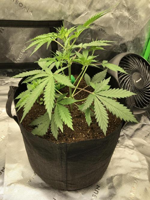 Auto Pablo Escobar Indoor Spring 26. Week 3