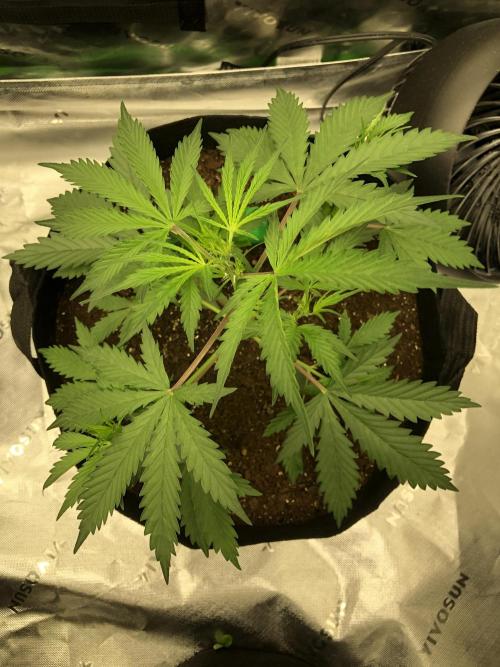 Auto Pablo Escobar Indoor Spring 26. Week 3