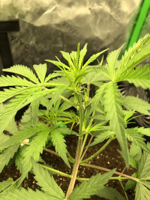 Auto Pablo Escobar Indoor Spring 26. Week 3