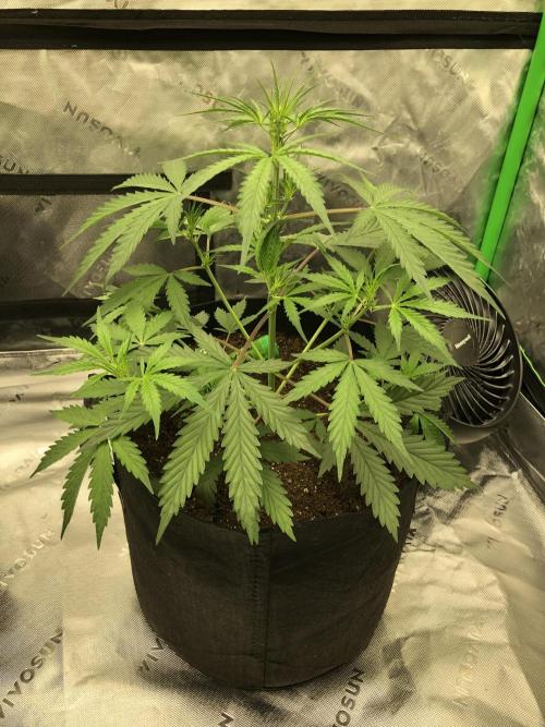 Auto Pablo Escobar Indoor Spring 26. Week 3