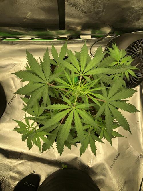 Auto Pablo Escobar Indoor Spring 26. Week 3