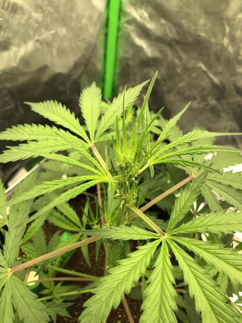 Auto Pablo Escobar Indoor Spring 26. Week 3
