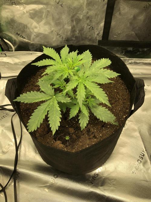 Purple Mimosa XL Auto Indoor Spring 26. Week 3