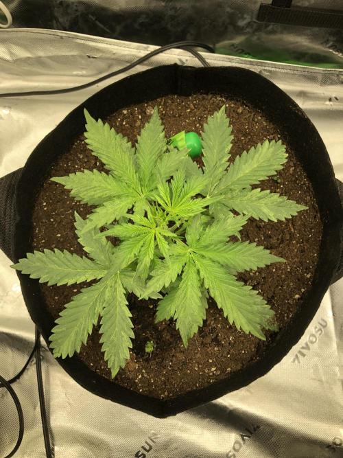 Purple Mimosa XL Auto Indoor Spring 26. Week 3