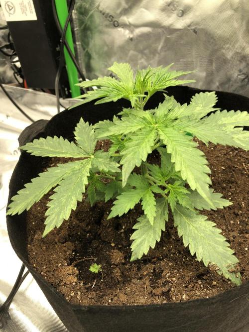 Purple Mimosa XL Auto Indoor Spring 26. Week 3