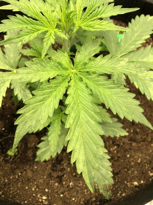Purple Mimosa XL Auto Indoor Spring 26. Week 3