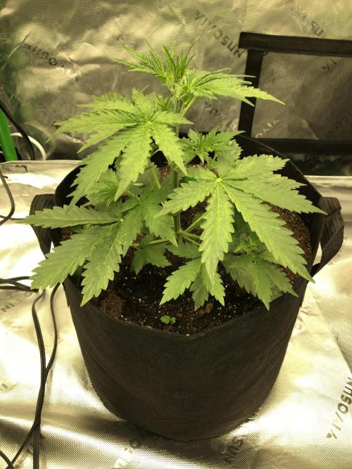 Purple Mimosa XL Auto Indoor Spring 26. Week 3