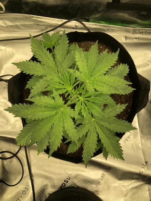 Purple Mimosa XL Auto Indoor Spring 26. Week 3