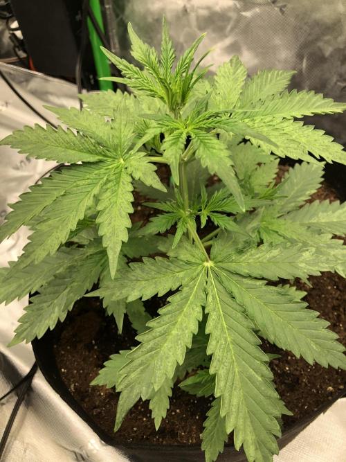 Purple Mimosa XL Auto Indoor Spring 26. Week 3