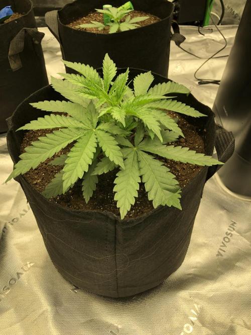 White Domina Kannabia Indoor Spring 26. Week 3