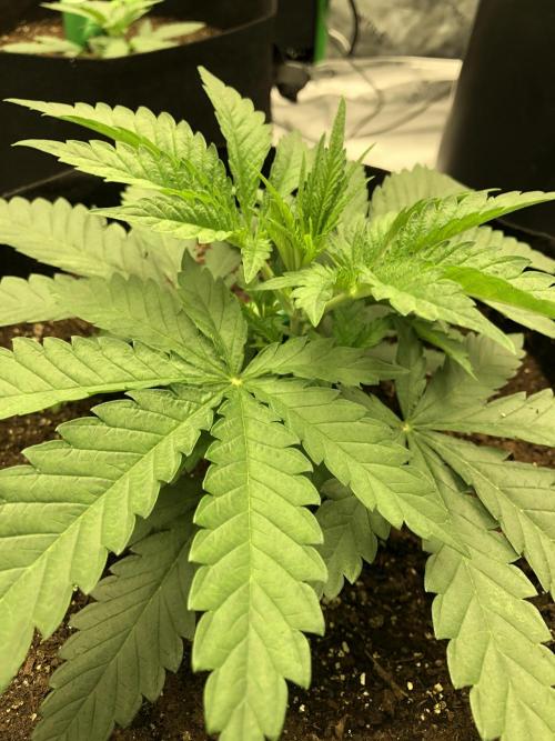 White Domina Kannabia Indoor Spring 26. Week 3