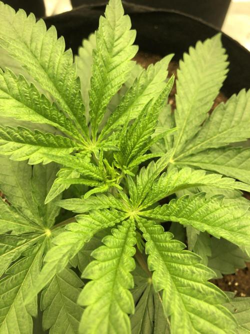 White Domina Kannabia Indoor Spring 26. Week 3