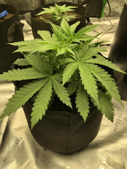 White Domina Kannabia Indoor Spring 26. Week 3