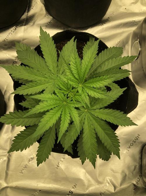White Domina Kannabia Indoor Spring 26. Week 3