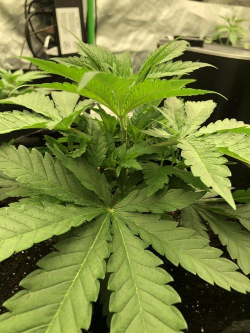 White Domina Kannabia Indoor Spring 26. Week 3