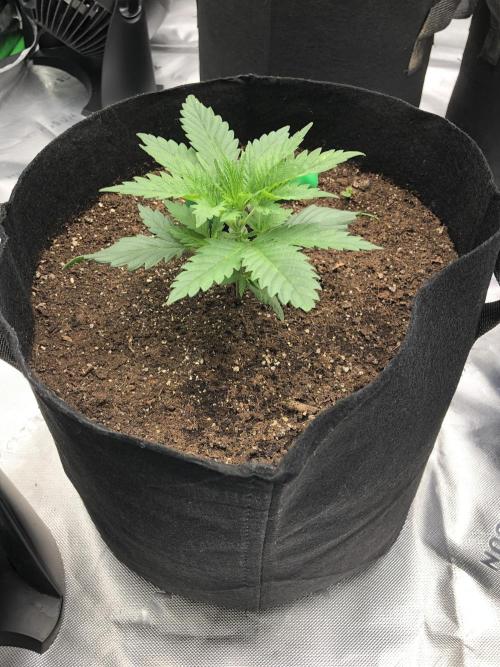 Colombian Jack Kannabia Indoor Spring 26. Week 3