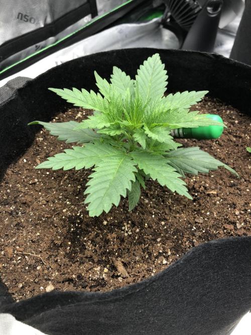 Colombian Jack Kannabia Indoor Spring 26. Week 3