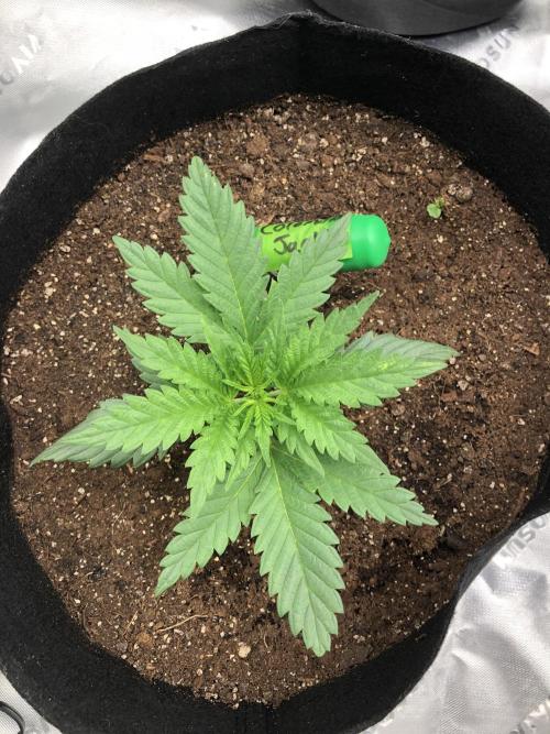 Colombian Jack Kannabia Indoor Spring 26. Week 3