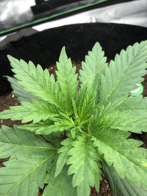 Colombian Jack Kannabia Indoor Spring 26. Week 3