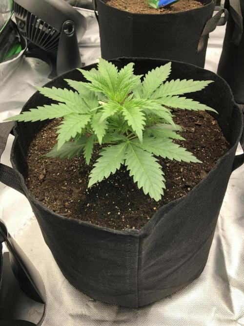 Colombian Jack Kannabia Indoor Spring 26. Week 3