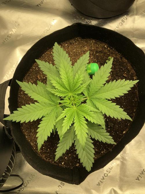 Colombian Jack Kannabia Indoor Spring 26. Week 3