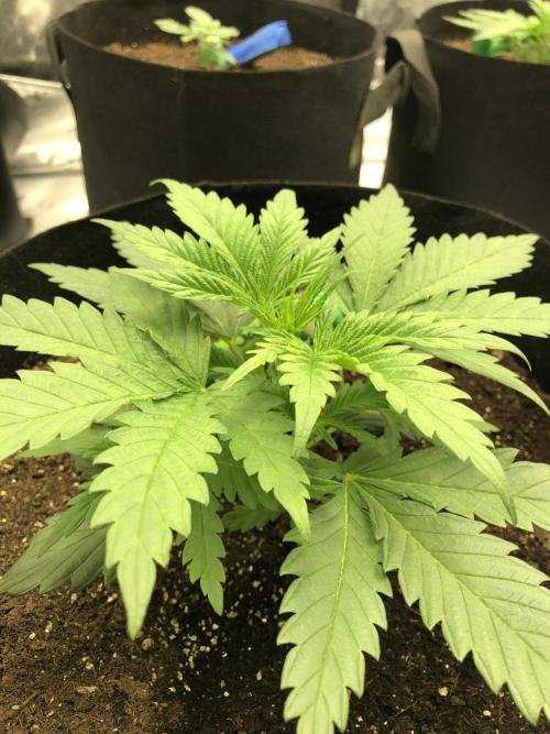 Colombian Jack Kannabia Indoor Spring 26. Week 3