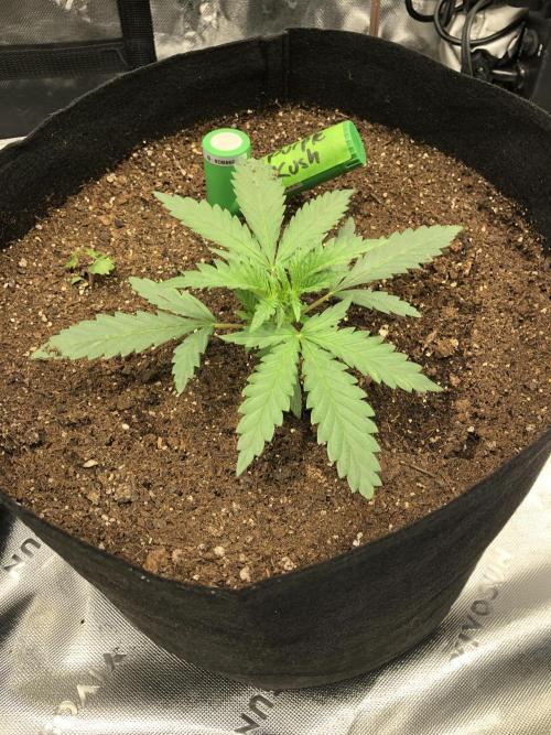 Critical Purple Kush Seedsman Indoor. Week 3