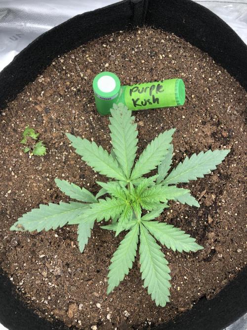 Critical Purple Kush Seedsman Indoor. Week 3