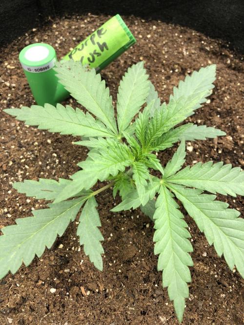 Critical Purple Kush Seedsman Indoor. Week 3
