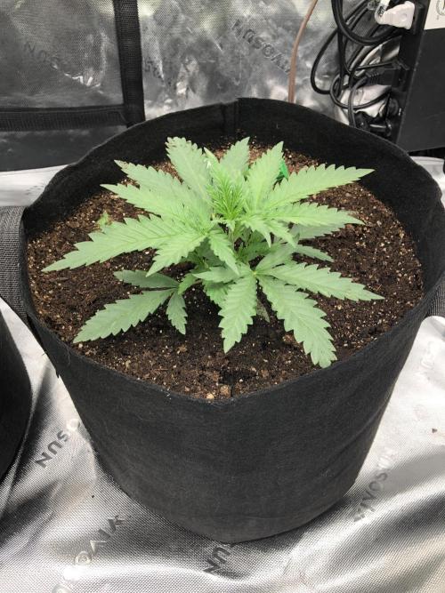 Critical Purple Kush Seedsman Indoor. Week 3