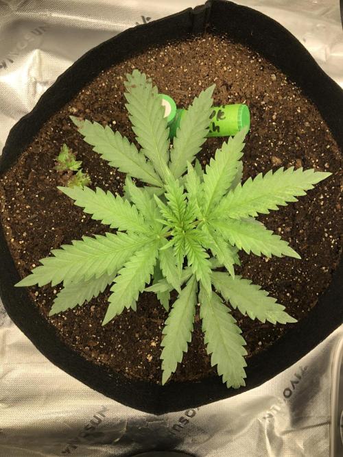Critical Purple Kush Seedsman Indoor. Week 3
