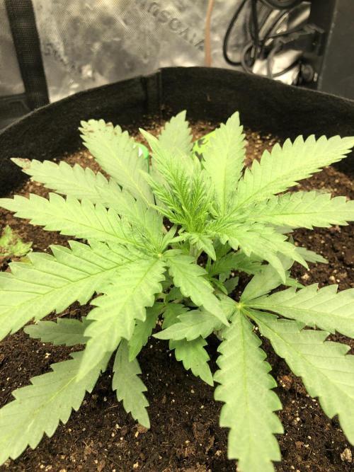 Critical Purple Kush Seedsman Indoor. Week 3