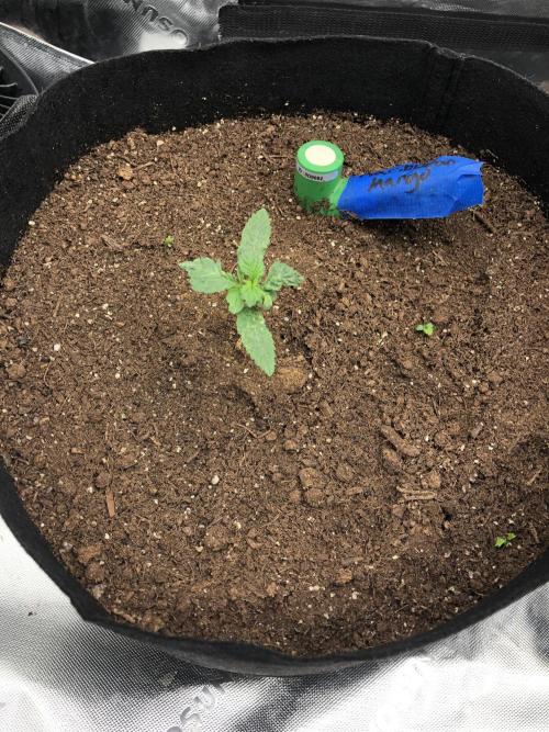 Karibbean Mango Indoor Spring 26. Week 2