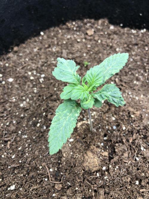 Karibbean Mango Indoor Spring 26. Week 2