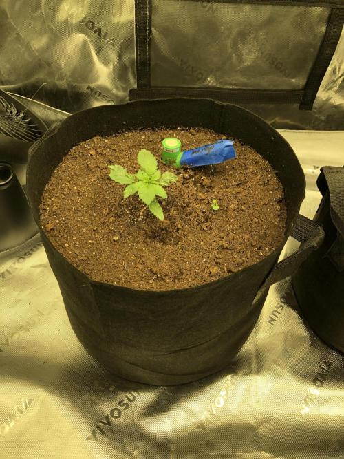 Karibbean Mango Indoor Spring 26. Week 2