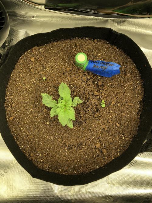 Karibbean Mango Indoor Spring 26. Week 2