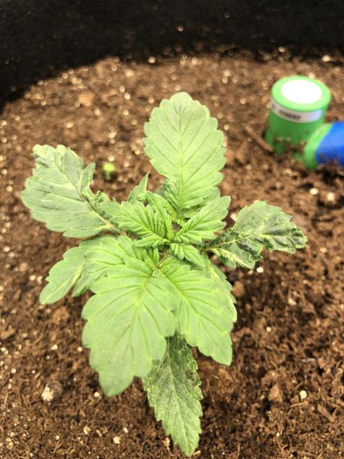 Karibbean Mango Indoor Spring 26. Week 2