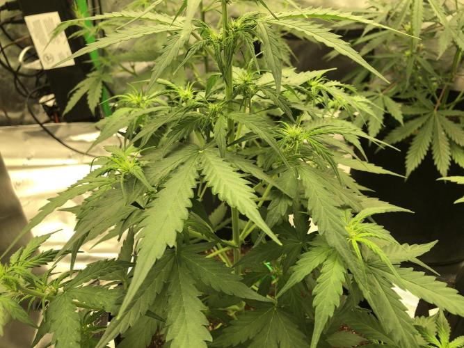 Gorilla Auto Fast Buds Indoor Spring 26. Week 4