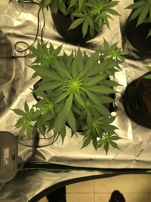 Gorilla Auto Fast Buds Indoor Spring 26. Week 4