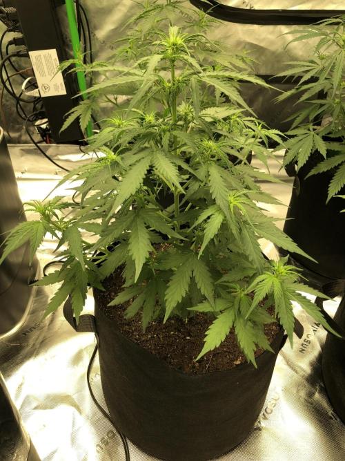 Gorilla Auto Fast Buds Indoor Spring 26. Week 4