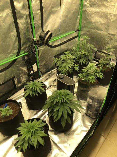 Gorilla Auto Fast Buds Indoor Spring 26. Week 4