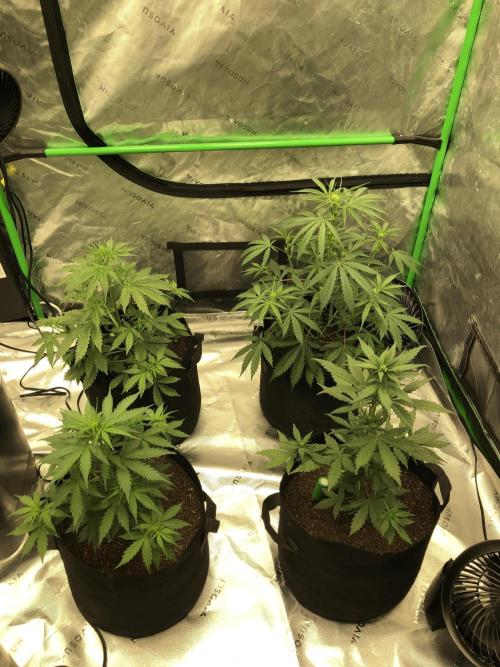Gorilla Auto Fast Buds Indoor Spring 26. Week 4