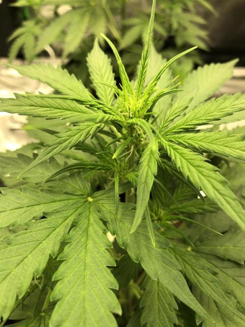 Gorilla Auto Fast Buds Indoor Spring 26. Week 4